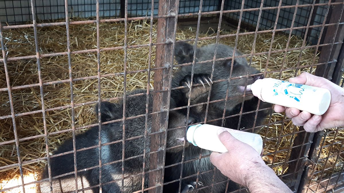 Policisté na slovenských hranicích pomáhali u předávání medvíďat